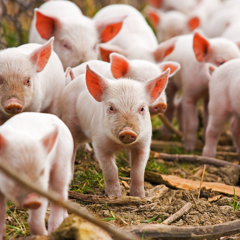 Характеристики біодобавок для свиней