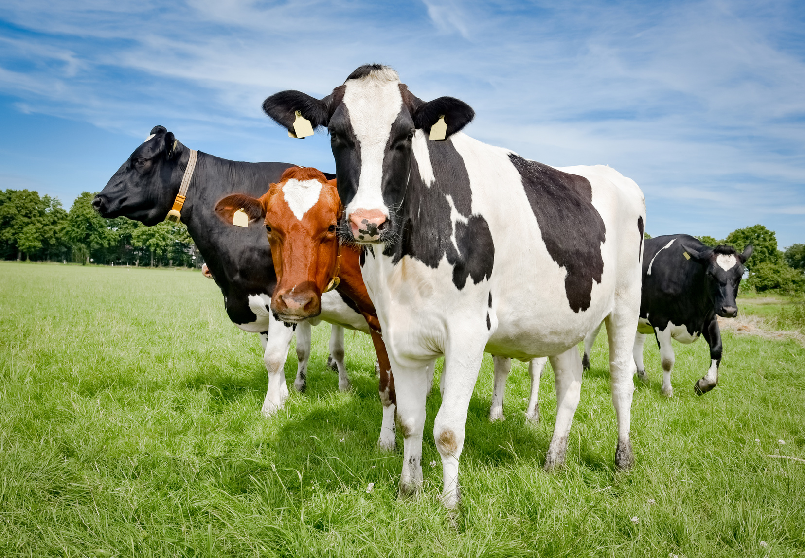 Корисні вітаміни для дійних корів